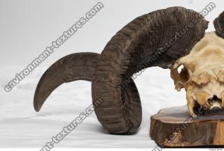 Photo Textures of Mouflon Skull Antlers